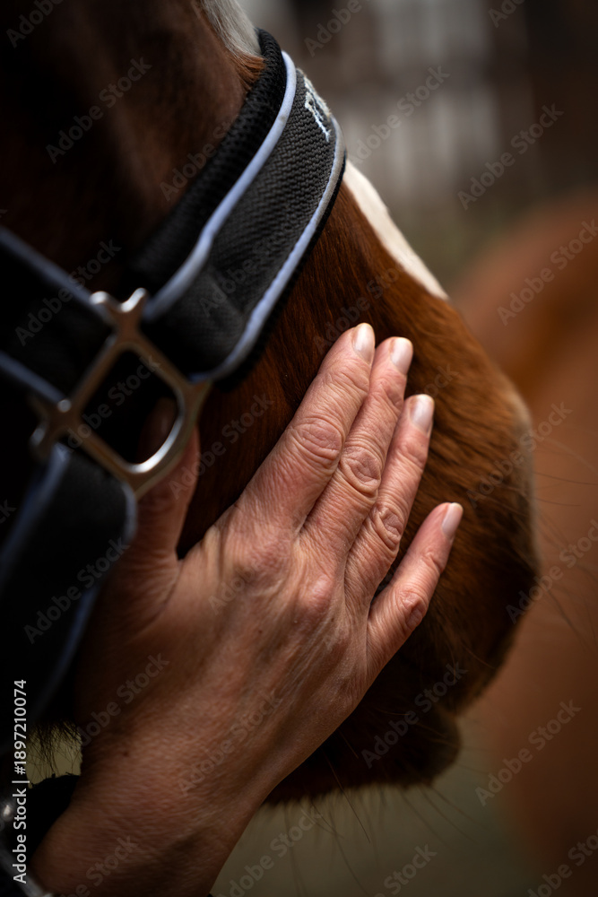 Obraz premium horse in hands