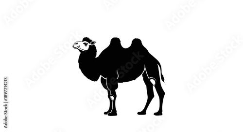 Silhouette of a camel standing in a desert landscape viewed from the side