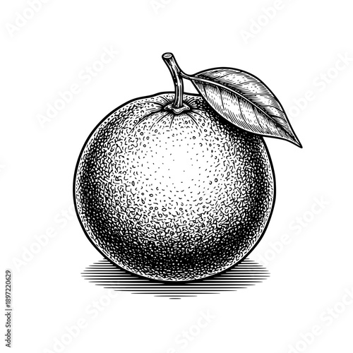 Vintage Hand-Drawn Illustration of a Fresh Orange with a Single Leaf, Rendered in Detailed Engraving Style