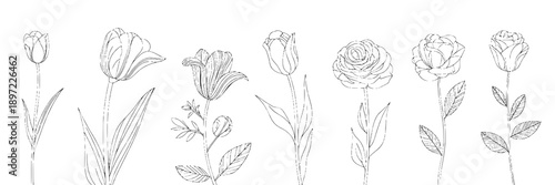 Flowers line art botanical sketch with detailed petals and leaves, minimalistic black and white outline, elegant and delicate styling, ideal for floral design or botanical illustrations