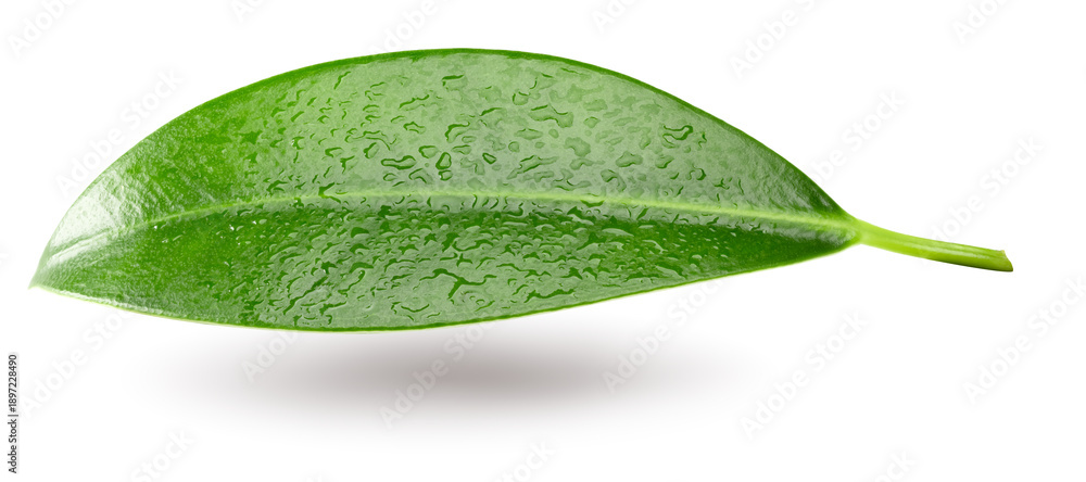 Obraz premium citrus leaf isolated on white background. clipping path
