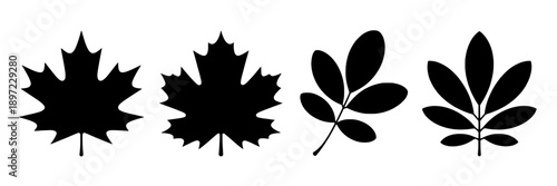 Leaves silhouette set with maple and oak shapes in black, vector icons for nature themes, botanical illustrations, seasonal design elements, scalable graphics for branding or craft projects