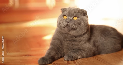 Beautiful Scottish fold cat resting in a cozy home. Purebred cat, gray color. Pets. 4K Slow motion