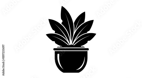 plant in a pot