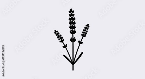 wheat ears isolated