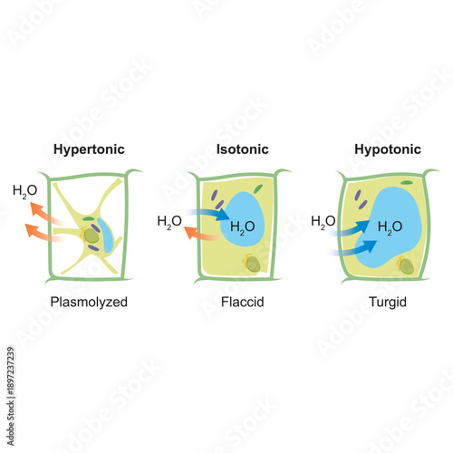 Plant Cell Osmosis Diagram: Plasmolyzed, Flaccid, and Turgid States in Hypertonic, Isotonic, and Hypotonic Solutions