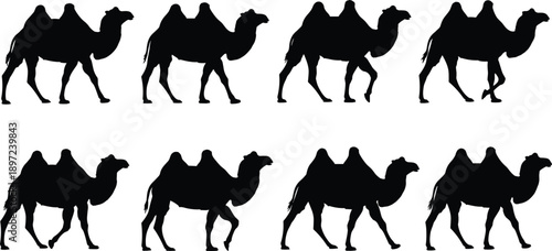 Black silhouette collection of eight Bactrian camels with two humps in various walking poses isolated on a white background vector.