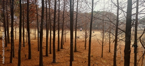 Sunlit Commercial Tree Plantation