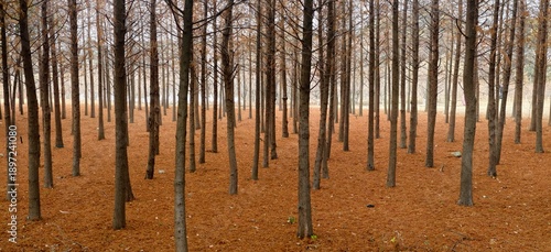 Sunlit Commercial Tree Plantation
