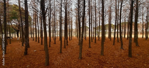 Sunlit Commercial Tree Plantation