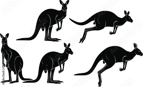 Black silhouette collection of Australian kangaroos in various poses including jumping standing and hopping isolated on a white background vector.