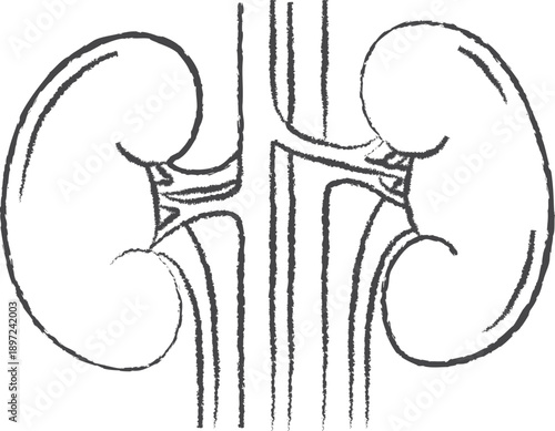 Human Kidneys Anatomy Pencil Sketch Medical Illustration