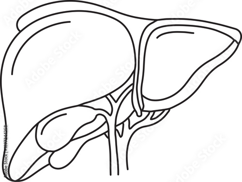 Human Liver and Gallbladder Anatomy Line Illustration, Medical Vector