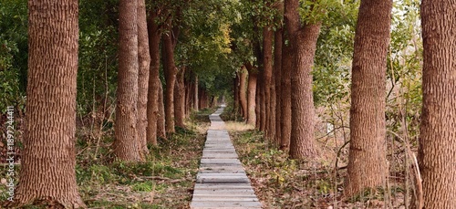 Sunlit Commercial Tree Plantation