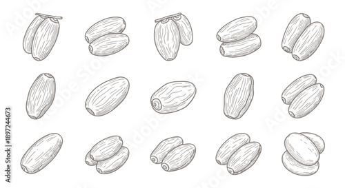 Line art dates fruit collection, hand drawn kurma sketch vector set isolated on white background