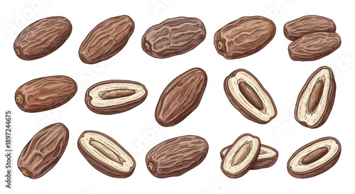 Hand drawn vector set of dried date palm fruits isolated on white background