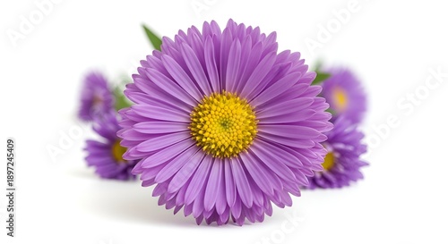 Captivating close-up of vivid purple flowers with sunny yellow centers, elegantly arranged against a pristine white background, celebrating the delicate artistry of nature