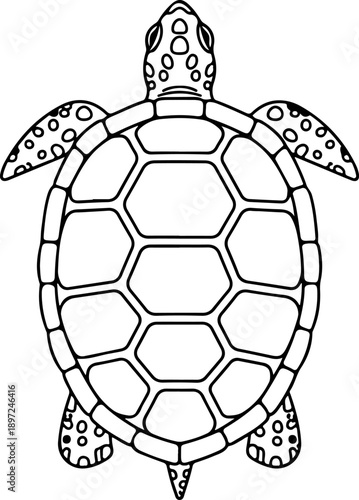 Turtle shell illustration from directly above showing detailed patterns on its flippers and head in a graphic vector format