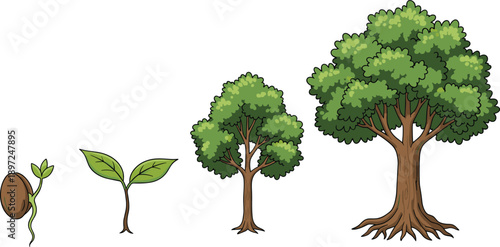 Tree life cycle illustration showing growth stages from seed to sprout sapling and mature oak tree for nature education environmental projects