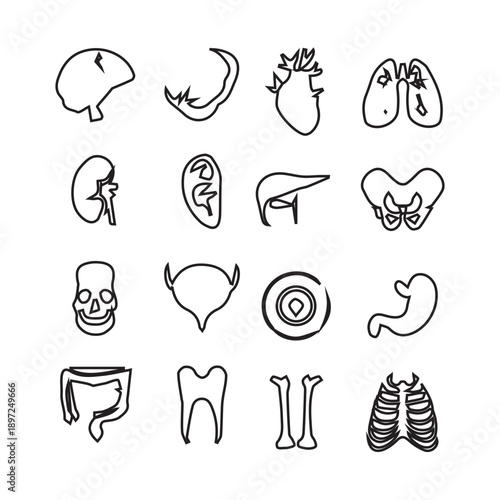 Human Anatomy Outline Icons