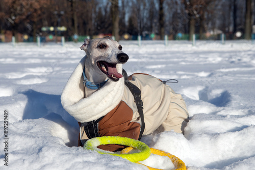 dog playing in snow