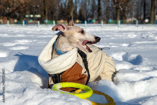 dog in snow