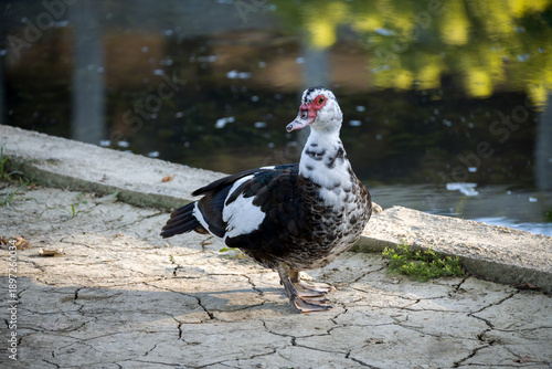 musky duck stands on the shore of a pond in close-up