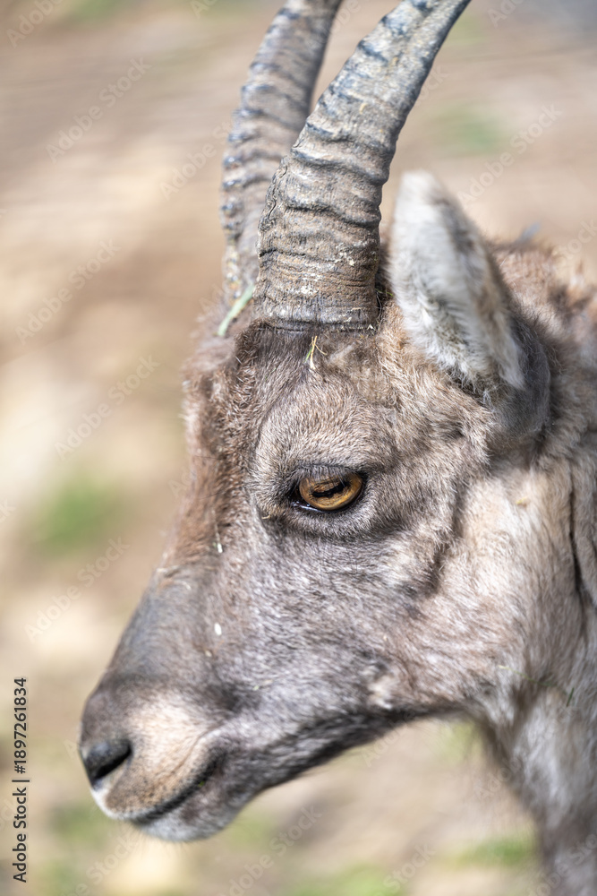 Fotografie Young ibex head close up with horns looking left