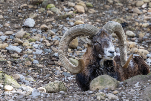 Tableau sur toile Mouflon ram resting in pfänder mountain wildlife enclosure