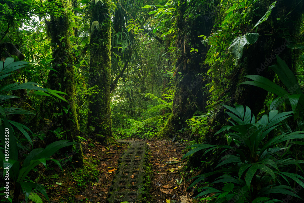 Fototapeta premium green forest in the morning