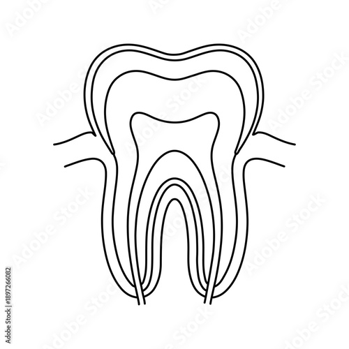 Human Tooth Anatomy Line Illustration, Dental Medical Vector