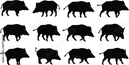 Wild boar silhouette set displaying multiple walking poses, forest wildlife animal illustration vector collection