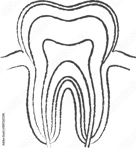 Human Tooth Anatomy Pencil Sketch Medical Illustration