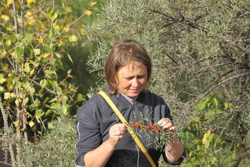 a girl picks ripe orange sea buckthorn berries on a sunny day in autumn