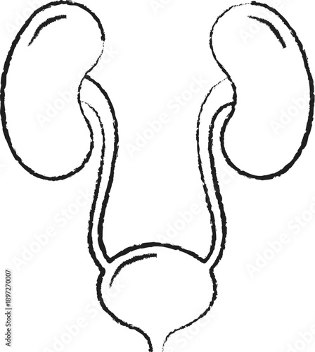 Human Urinary System Anatomy Pencil Sketch Medical Illustration