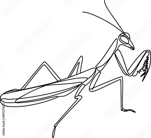Line drawing of a praying mantis insect in a natural position