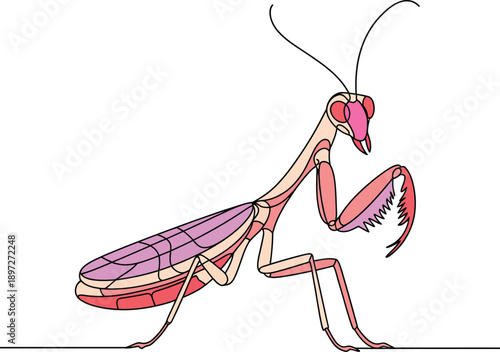 Colorful illustration of a pink praying mantis insect standing on one leg