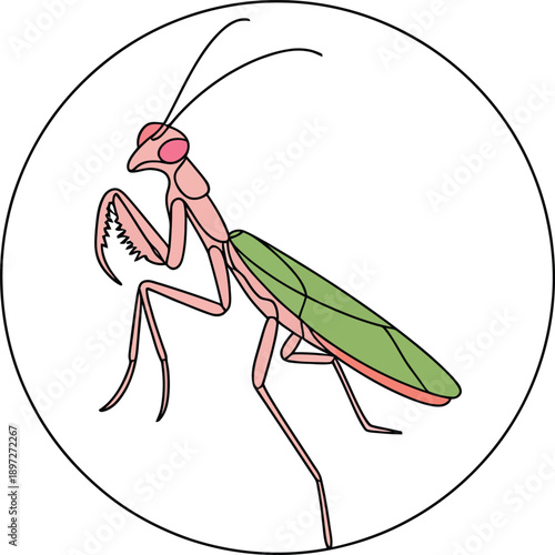 Colorful praying mantis insect in a circle on white background