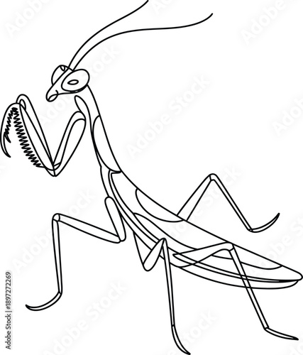 Line drawing of a praying mantis insect in a threatening stance  side view