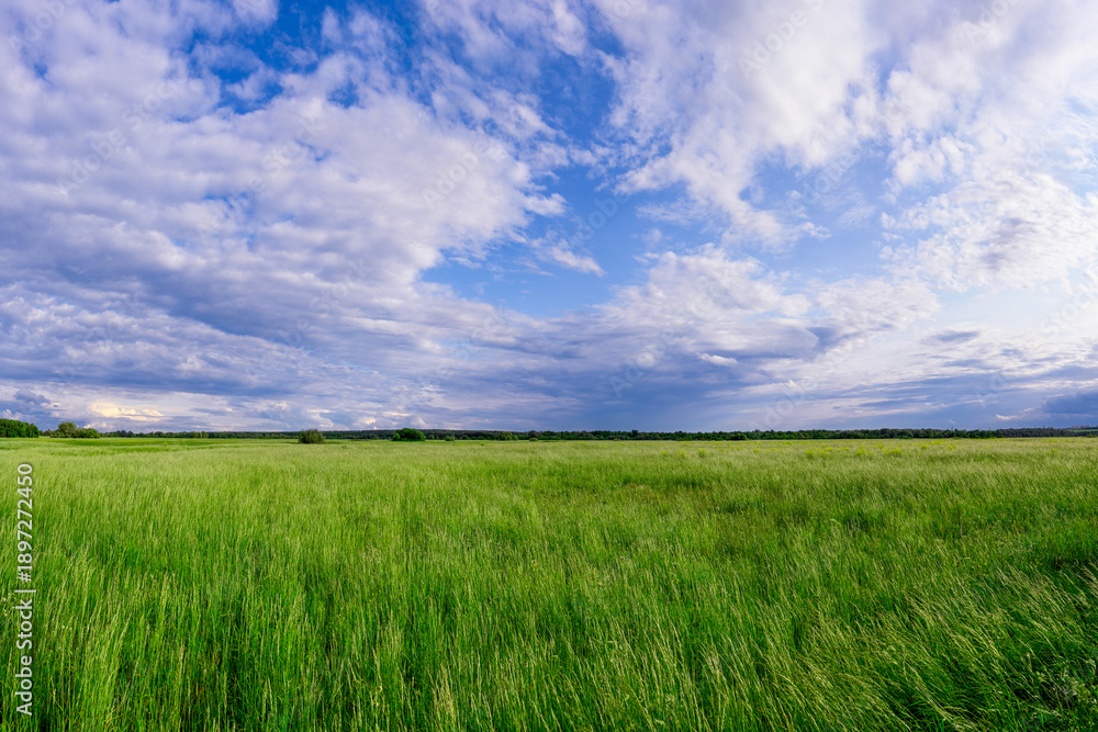 Obraz premium Green landscape of the Bogolyubovsky Meadow in sunset, Vladimir region of Russia