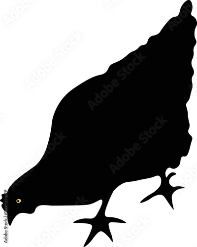 A close-up of a black chicken on a white background. Cartoon drawing of a poultry. Vector design, EPS 10.