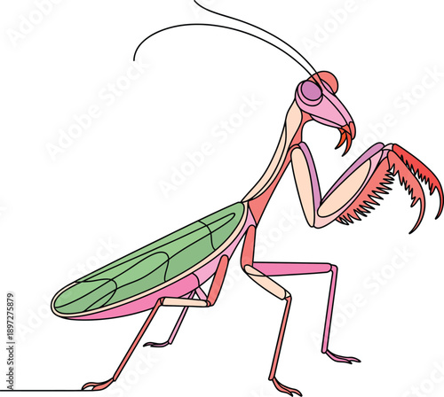 Colorful illustration of a praying mantis insect standing sideways with bent leg