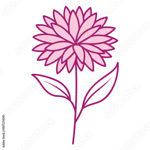 aster novi belgii magic pink line art on white background