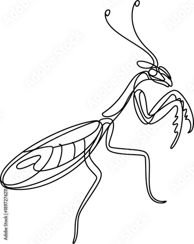 A line drawing of a prayingmantis insect in a striking aggressive stance facing right