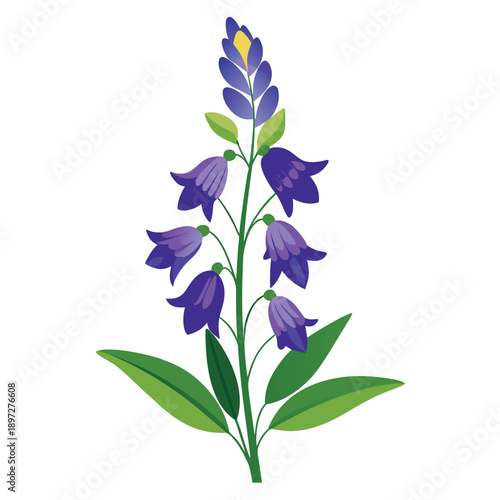 aconitum variegatum on white abckground