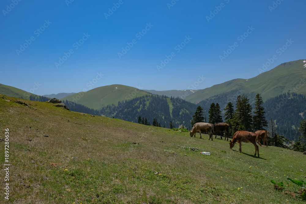 Fototapeta premium Horses graze on a Caucasus hillside near Batumi, Georgia at midday