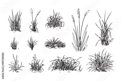 Collection of hand drawn grass and cattail plant sketches vector illustration