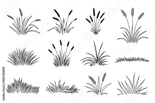 Set of black and white line art illustrations depicting various types of grass and sedges