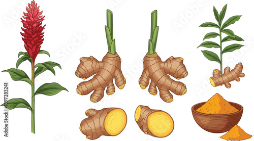 Fresh ginger turmeric root illustration set, organic herbal spice with leaves and flowers, medicinal rhizome powder in bowl, culinary vector.