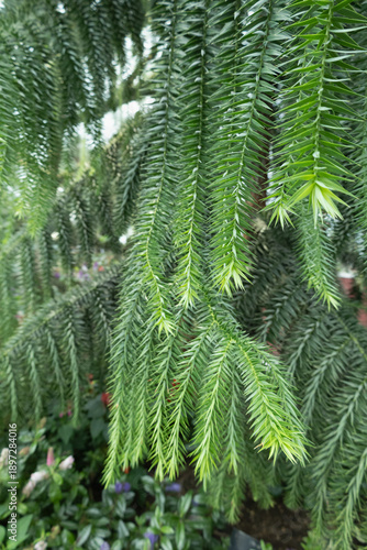 SINGAPORE - DECEMBER 25, 2025: Breathtaking botanical landscapes and futuristic architecture inside the Flower Dome and Cloud Forest conservatories at Gardens by the Bay.
